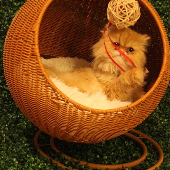 Egg chair - Picture 5 of 8